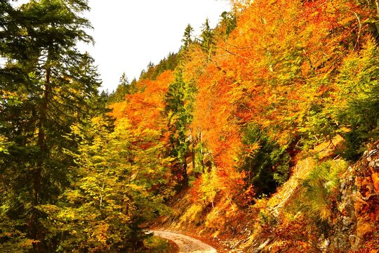 Red and yellow colored foliage of a deciduous broadleaf forest with mixed conifer trees above a gravel trail