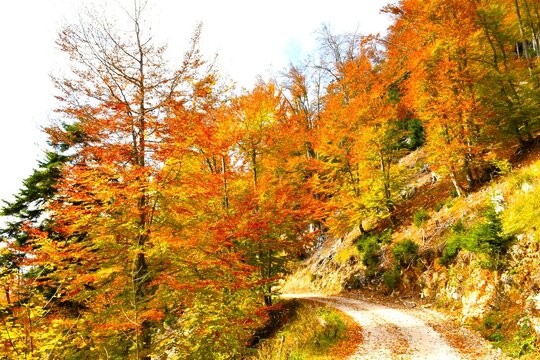 Dirt road in a autumn orange and yellow colored deciduous, broadleaf, temperate forest