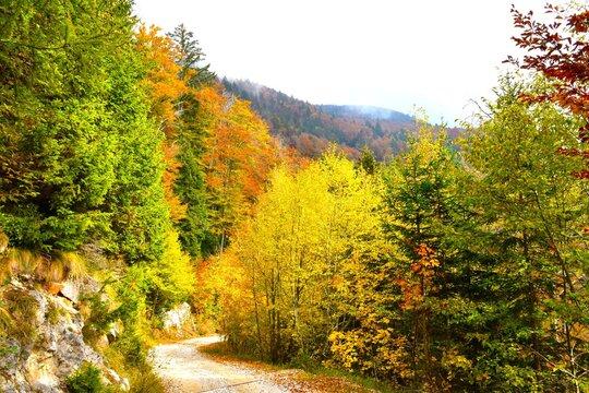 Dirt road in a yellow and range colored autumn forest