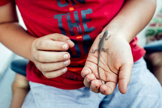 Child holds small lizard gently in open palm