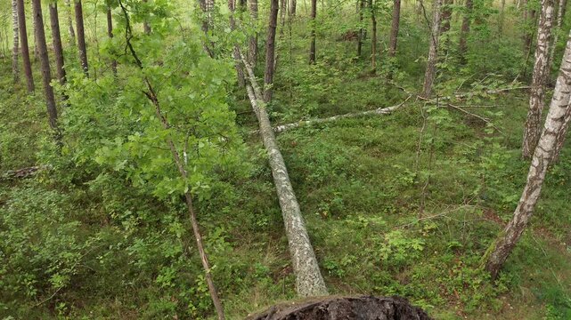 Aerial pull back showing uprooted tree roots and trunk