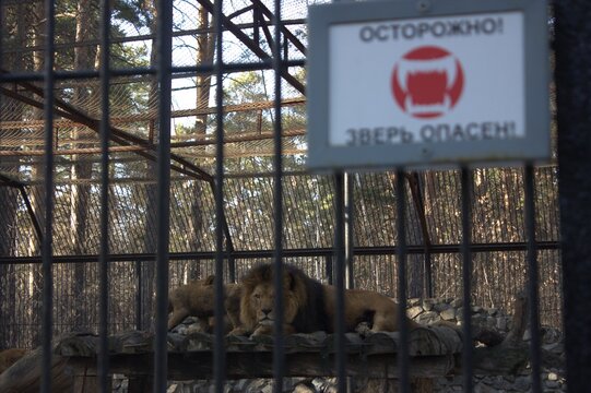 African lion behind a danger warning sign in a zoo cage
