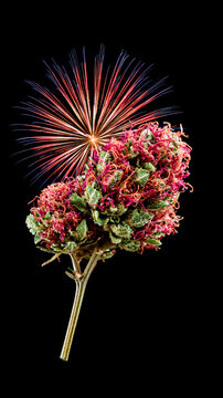 A close-up photograph of a plant with pink and green leaves surrounded by a burst of colorful sparks or fireworks