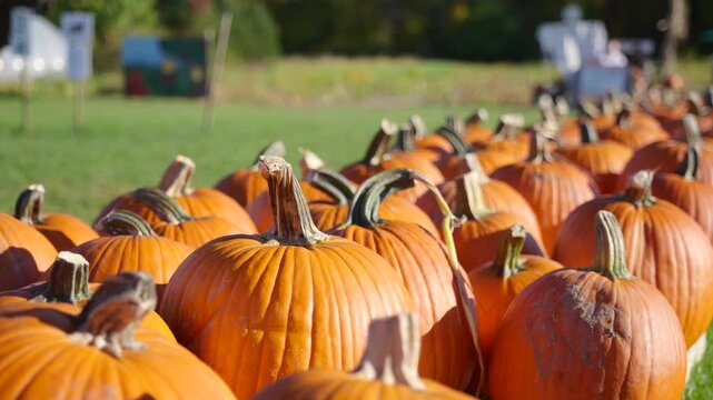 Close view of rows of orange pumpkins
