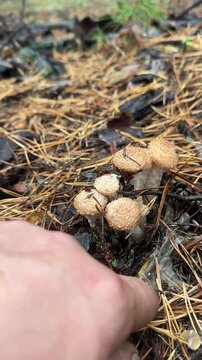 Close-up of a person picking a cluster of wild honey mushrooms in pine forest. 