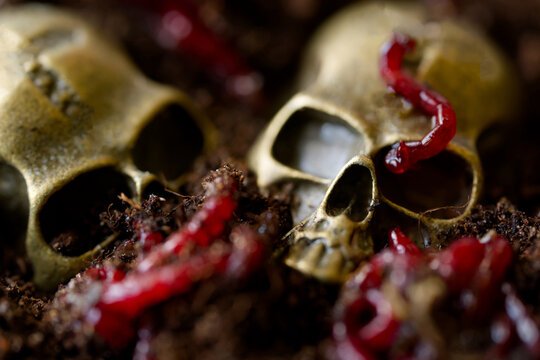 Macro view of two skull models surrounded by red worms and larvae, illustrating excavation, corpse decay, insect feeding, exhumation and horror themes Photo