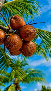 A close-up of a coconut tree with several coconuts hanging from the branches set against a clear blue sky