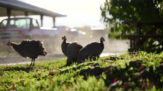 Helmeted guinea fowl forage on grass