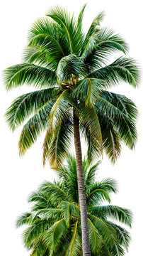 A tall palm tree with green leaves and a brown trunk