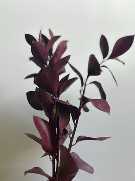 bouquet of flowers