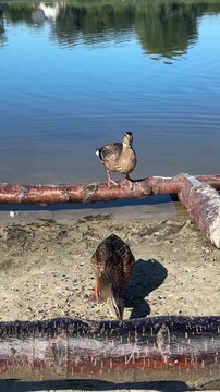 Wild mallard ducks standing and foraging on logs near the lake water shore.