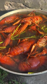 Delicious red river crayfish boiling in a pot with fresh dill and spices outdoors.