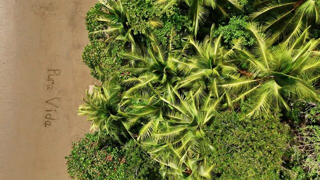 Palm crowns overhang a beach marked with Pura Vida. An overhead composition places green fronds beside words traced into brown sand.