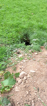Down the rabbit hole! Burrow in field in agricultural field with soil and stones and rabbit poops as evidence of how busy the rabbits have been.