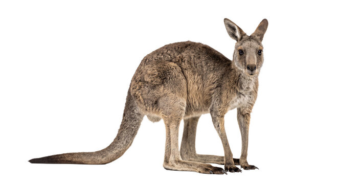Brown kangaroo standing upright with a long tail, isolated against a transparent background