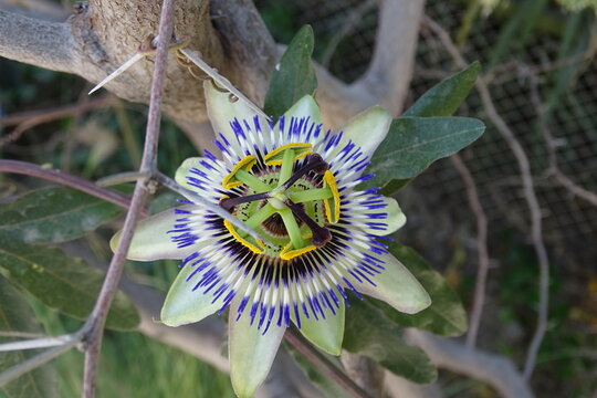 passiflora (tambi&eacute;n conocida como flor de la pasi&oacute;n o pasionaria, espec&iacute;ficamente Passiflora incarnata o una especie muy cercana de la misma familia