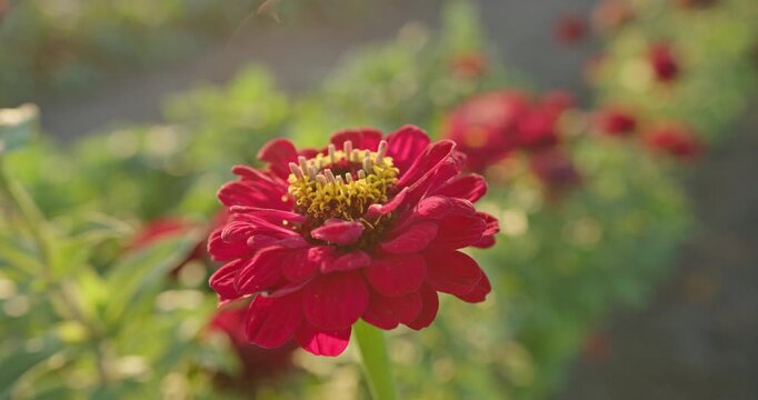 Beautiful red zinnia flower blooming in garden