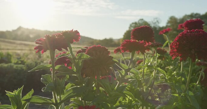Farmer touching red zinnia flowers in a sunny field