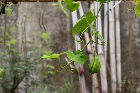 Young chayote fruits growing on trellised vine in garden. Green chayote (Sechium edule) hangs from a plant. 