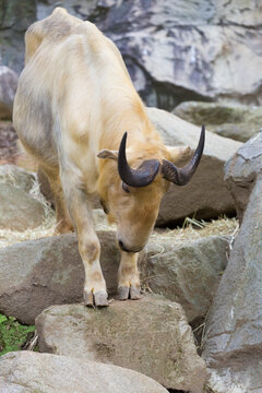 A golden takin (Budorcas taxicolor bedfordi) climbing down the rock