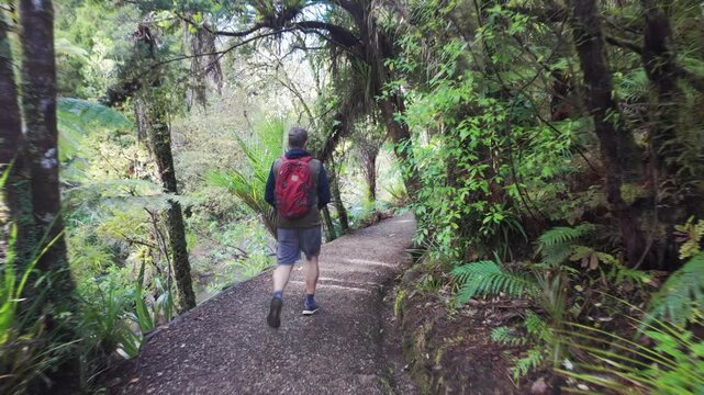 A man with a red backpack hiking along a dirt trail through a lush, dense temperate rainforest on Cascade Kauri Walk, Auckland, New Zealand,