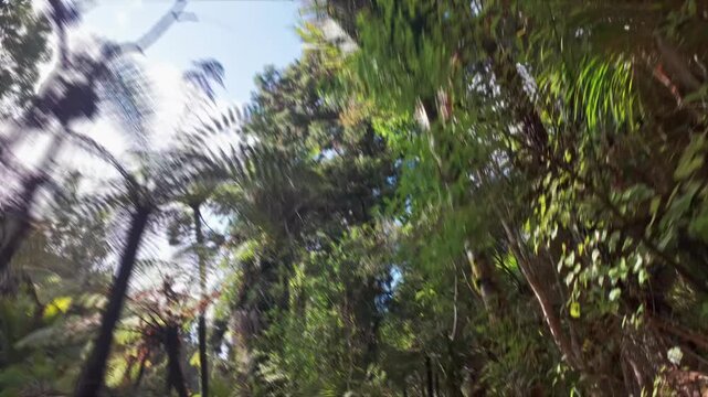 A male hiker with a red backpack walks on a wooden boardwalk trail through a lush temperate forest in the Cascade Kauri Walk, Waitakere Ranges, New Zealand.
