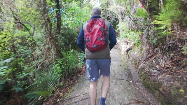 A man with a red backpack hiking along a dirt trail through a lush, dense temperate rainforest on Cascade Kauri Walk, Auckland, New Zealand,