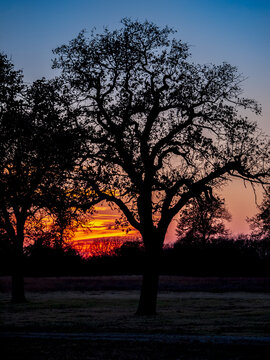 Silhouette of an oak tree on the prairie in central Oklahoma
