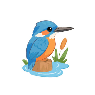 kingfisher 