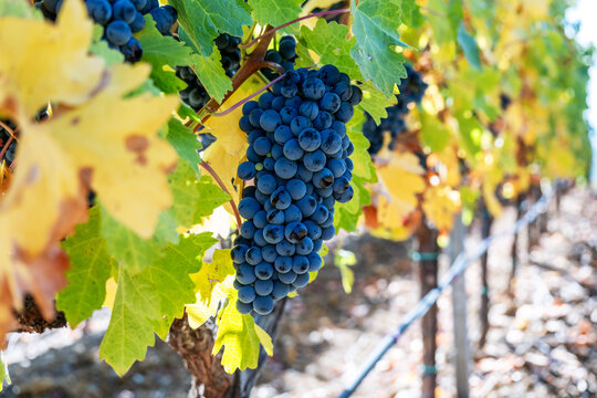 A close-up shot of a lush cluster of ripe dark red grapes growing on a vine surrounded by sunlit autumn leaves in a vineyard.