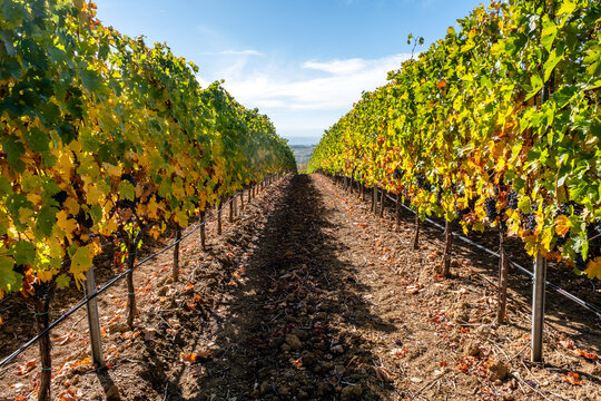 A wide-angle view looking down a row of lush grapevines with vibrant autumn foliage under a bright blue sky on a sunny day.