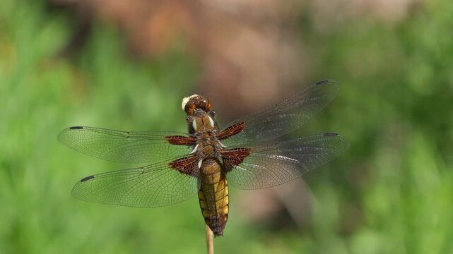 Flat-bellied female (Libellula depressa) sunbathing on a plant stem, Genthin, Saxony-Anhalt, Germany