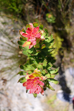 Small Red and Yellow Succulent Flowers Blooming in Cape Town