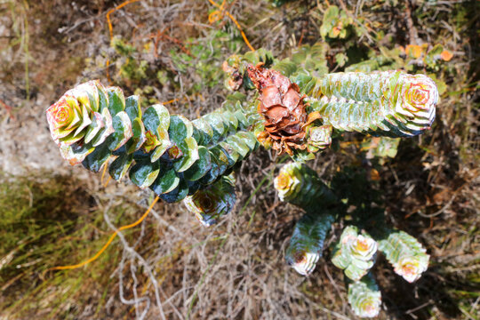 Unusual Succulent Plant with Layered Leaves in Cape Town