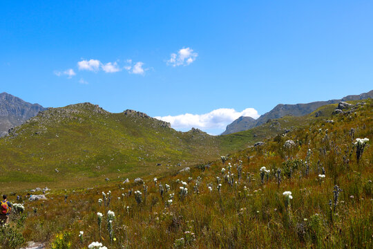 Rolling Green Mountains and Wild Fynbos Vegetation in Cape Town