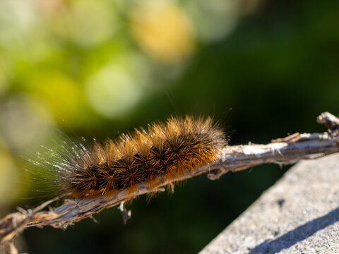 A close-up of a fuzzy tiger moth caterpillar, black and orange woolly bears bokeh