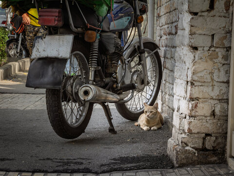 A stray tabby cat rests under a parked motorbike on a Tehran sidewalk, a quiet urban detail that points to street animal life and the problem of homeless cats in Iran capital. near a curb in downtown 