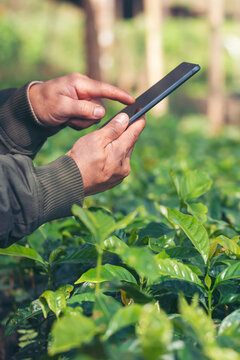Vertical Farmer hands use smartphone laptop technology. Close up Hand quality control planting red bean coffee tree. Smart farmer holding digital tablet in eco coffee farm sustainable quality control