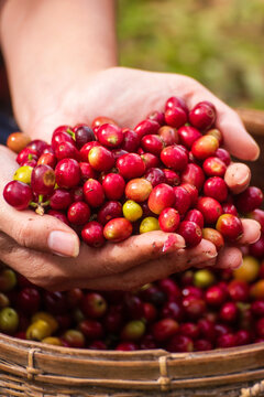 Vertical Close up hands coffee selected red ripe bean. Raw coffee beans heap dry red seed. Farmer hands selected waste rod fresh bean in eco farm. Coffee tree hand holding in basket