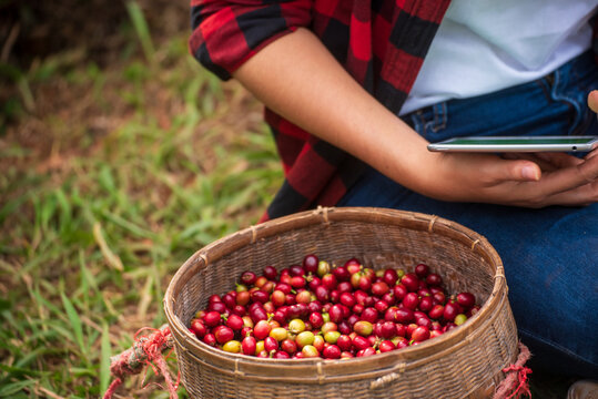 Smart farmer holding digital tablet in eco green coffee farm sustainable quality control. Close up Hand quality control planting red bean coffee tree. Farmer hands use smartphone laptop technology