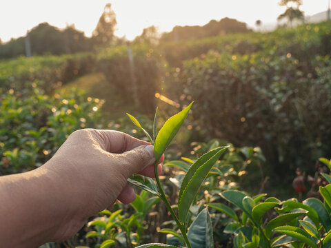 Woman work Black Tea farm harvest. Woman hand plucking green tea tree picking bud young tender camellia sinensis leaves organic farm. Banner Woman Hand holding harvest plucking black green tea