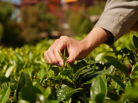 Hands harvest Green tea tree leaves field Fresh young tender herbal in farm. Farmer basket Green tea tree plant camellia sinensis organic farm. Close up hands picking Tree tea plantations mountain