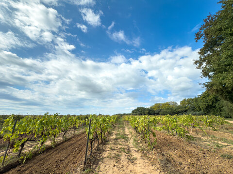 Rows of grapevines stretch beside a dirt track in a Cotes de Provence vineyard, in la crau, france, illustrating viticulture and wine-growing landscapes in southern France under a partly cloudy sky.