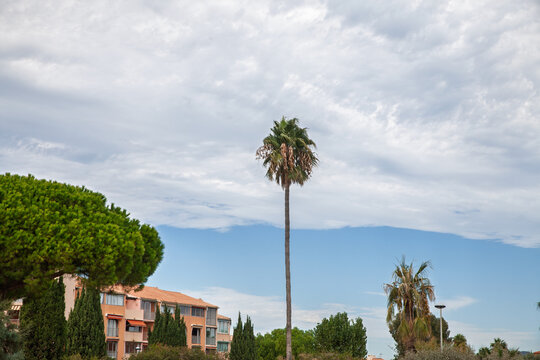 A tall palm tree rises above Mediterranean-style holiday apartment buildings and landscaped gardens on french riviera in france illustrating seasonal residences, second homes and coastal real estate.