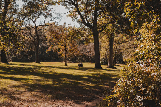 Sunlit clearing in a quiet park surrounded by tall autumn trees with golden leaves and shadows across the grass