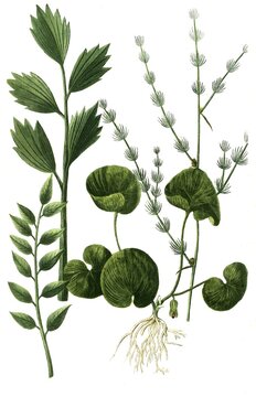 Asa foetidia, Devil's Dirt and Asa foetida frutex, Stinking Asint, and Asarum cabaret, Hazel Root and Asparagus spinosus, Historic, digitally restored reproduction of a 19th century original