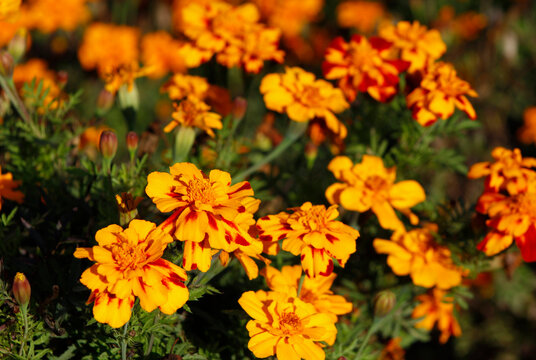 orange marigolds in the garden
