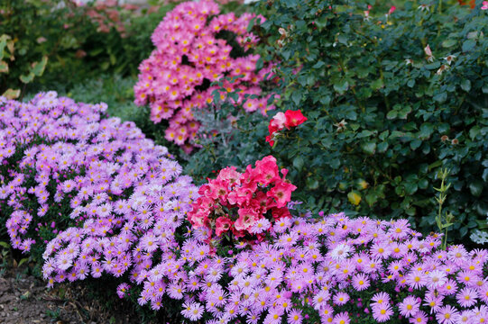 blooming pink chrysanthemums in the garden
