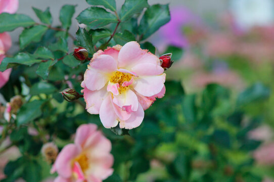  beautiful soft-pink garden rose
