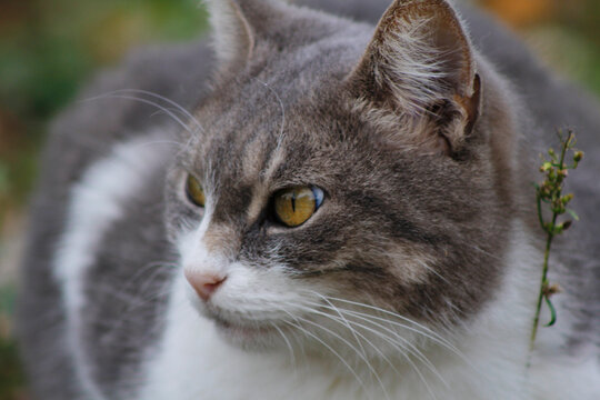 close-up portrait of a beautiful cat

